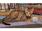 Adopt Kangaroo a Spotted Tabby/Leopard Spotted Domestic Shorthair / Mixed (short