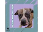 Adopt Buttercup a Mixed Breed