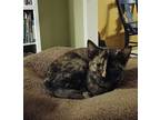 Adopt Roxie a Tortoiseshell Domestic Shorthair / Mixed (short coat) cat in