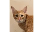 Adopt Goldilocks a Orange or Red (Mostly) Domestic Shorthair / Mixed (short