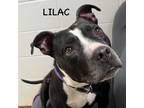 Adopt LILAC a Pit Bull Terrier, Mixed Breed