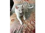 Adopt Casper a White Domestic Shorthair (short coat) cat in Brookhaven