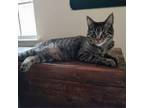 Adopt Chip a Domestic Short Hair