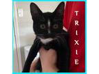 Adopt TRIXIE a Tuxedo