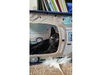 Adopt Sargent a All Black Domestic Shorthair / Mixed (short coat) cat in Devon