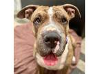 Adopt Daizey - Foster or Adopt Me! a American Staffordshire Terrier / American