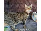 Adopt Cazadora a Domestic Short Hair, Bengal