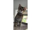 Adopt Mildred - Walter a Domestic Shorthair / Mixed cat in Warrenton