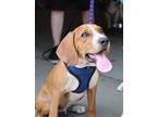 Adopt Orion a Tan/Yellow/Fawn - with White Mixed Breed (Medium) / Mixed dog in