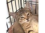 Adopt Frankie a Brown Tabby Domestic Shorthair / Mixed cat in Palatine