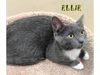 Adopt Ellie a Gray or Blue (Mostly) Domestic Shorthair / Mixed (short coat) cat