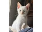 Adopt Cyan a White (Mostly) Domestic Shorthair / Mixed (short coat) cat in