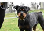 Adopt Stella a Rottweiler, Mixed Breed