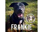 Adopt Roscoe Franco Lee a Black Labrador Retriever dog in Bellingham