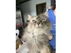 Adopt Nala a Domestic Long Hair