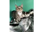 Adopt Tiger a Domestic Short Hair