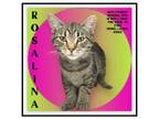 Adopt rosalina a Domestic Short Hair