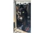 Adopt Peach a Domestic Short Hair