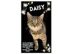 Adopt Daisy a Domestic Short Hair