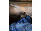 Adopt Aurora a Domestic Short Hair