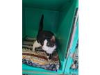 Adopt Rosie a Domestic Short Hair