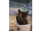 Adopt Lucy a Domestic Short Hair