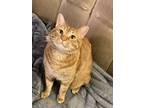 Adopt Creamsycle a Tan or Fawn Tabby Tabby / Mixed (medium coat) cat in