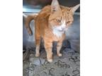 Adopt Butterbean a Domestic Short Hair