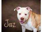 Adopt Jaz a Pit Bull Terrier
