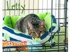 Adopt Letty a Domestic Short Hair