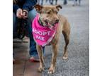 Adopt Hazel a Pit Bull Terrier