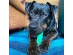 Adopt Jaida a Rottweiler