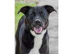 Adopt Alyssa a Black - with White Shepherd (Unknown Type) / Labrador Retriever /