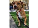 Adopt Peter Pan a Tan/Yellow/Fawn - with White Labrador Retriever / Dachshund /