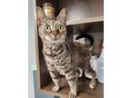 Adopt Joanne a Domestic Short Hair