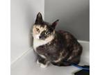 Adopt Patches a Domestic Short Hair