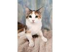 Adopt Reba a Domestic Short Hair