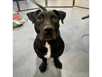 Adopt Eula a Black Dachshund / Basset Hound / Mixed dog in Edinburg