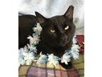 Adopt Miso a All Black Domestic Shorthair / Mixed (short coat) cat in Columbus
