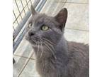 Adopt Cadbury (Ithaca PetSmart) a Domestic Short Hair