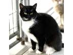 Adopt Clover a Domestic Short Hair