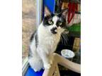 Adopt Flurry a Domestic Short Hair