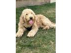 Adopt Wilma a Goldendoodle