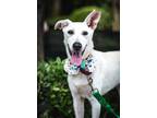 Adopt Wayne a White Shepherd (Unknown Type) / Labrador Retriever / Mixed dog in