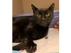 Adopt Camille a Domestic Short Hair