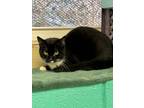 Adopt Louise a Domestic Short Hair