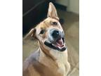 Adopt Morton aka Morty a Tan/Yellow/Fawn - with Black Black Mouth Cur / Labrador