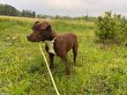 Adopt Sage a Labrador Retriever, Terrier