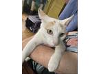 Adopt Flossy a White Domestic Shorthair / Mixed cat in Maywood, IL (38555965)