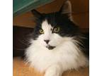 Adopt Mama Kitty a Black & White or Tuxedo Domestic Longhair (long coat) cat in